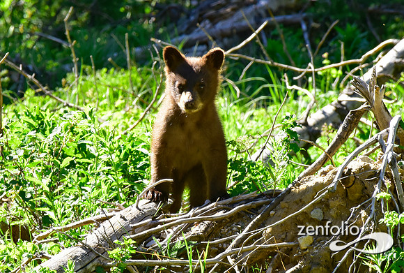 black bear cub (10)