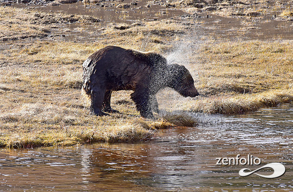 blacktail grizzly,spring 2017 (183)