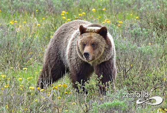 grizzly