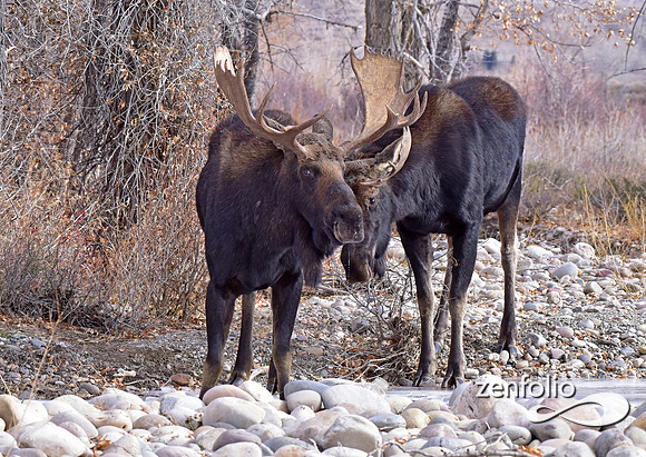 bull moose (125)