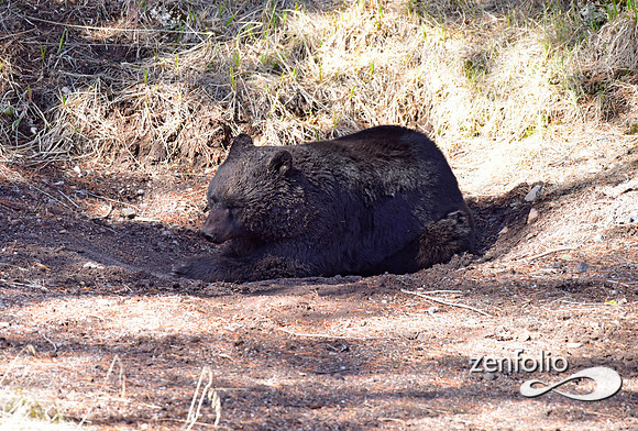 male black bear