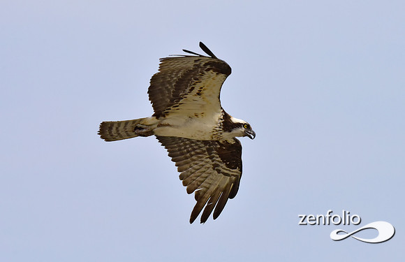 osprey in flight