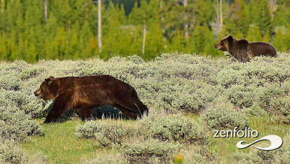 grizzlies (7)