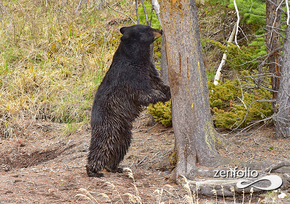 black bears (3)