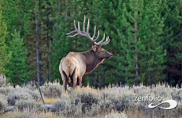 monster bull elk (19)
