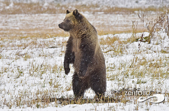 young grizzly bear (4)
