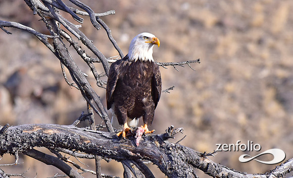 bald eagle (6)