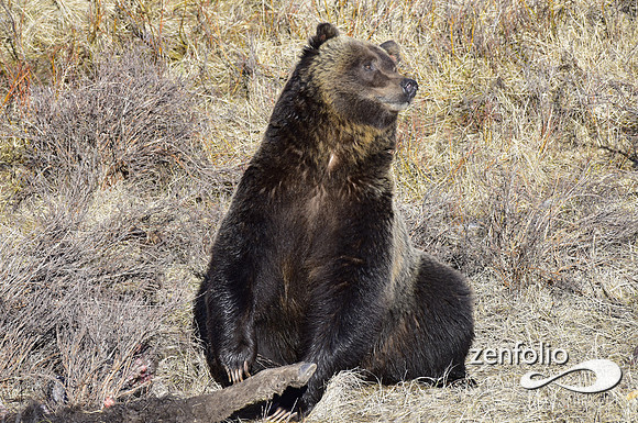 grizzly images 2017 (14)