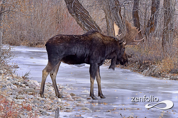 bull moose (137)