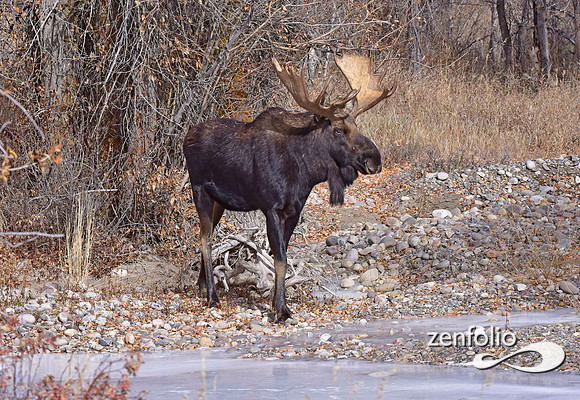 bull moose (119)