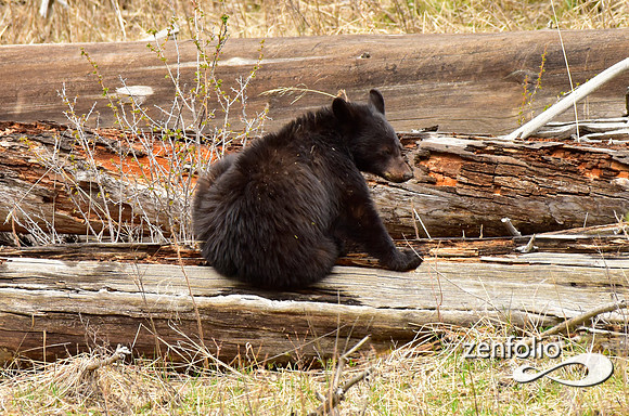 black bears (4)