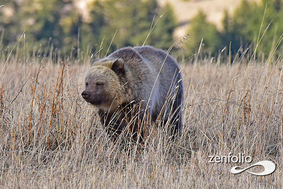 grizzly (7)