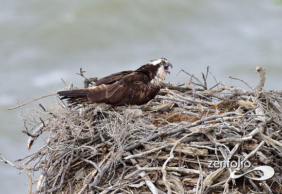 osprey nest
