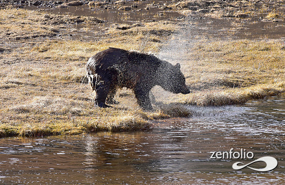 blacktail grizzly,spring 2017 (185)