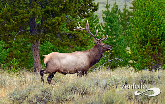 six point bull elk (6)