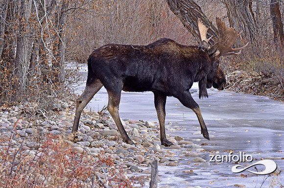 bull moose (134)