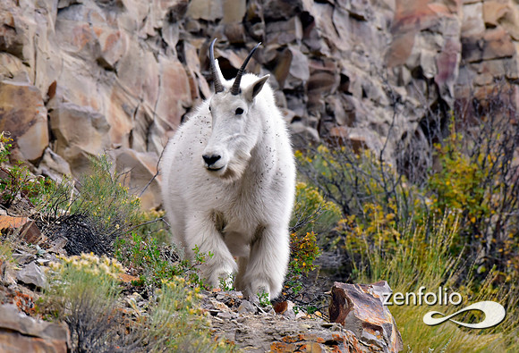 mtn goat 3