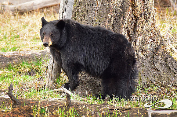 calcite spring black bears (123)