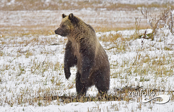 young grizzly bear (5)