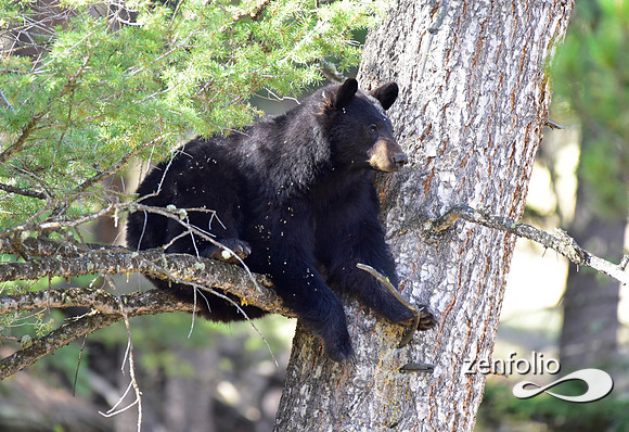 female black bear
