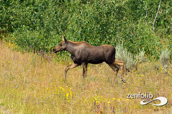 cow moose