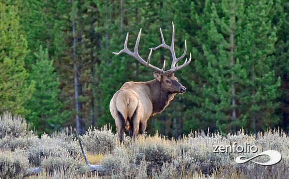 monster bull elk (17)