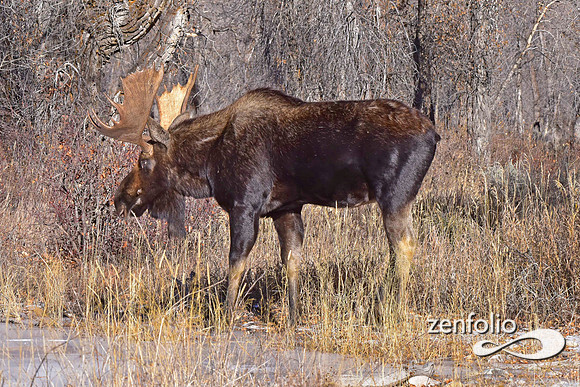 bull moose (39)