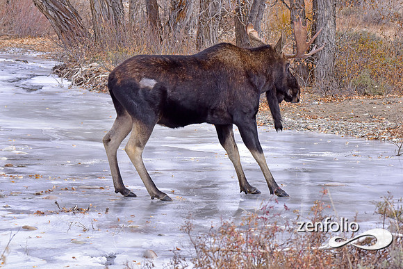 bull moose (186)