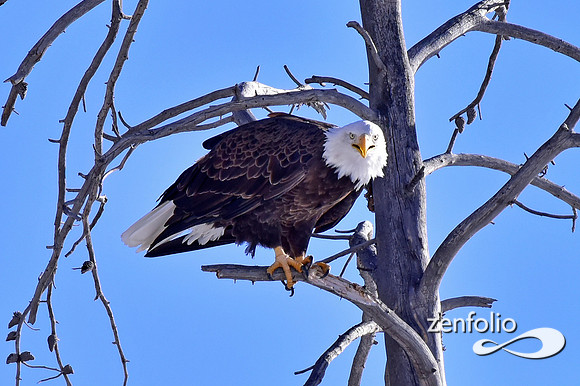 bald eagle (9)