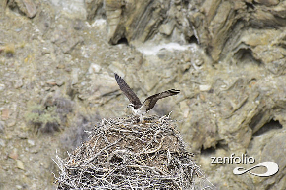ospreys nesting (11)