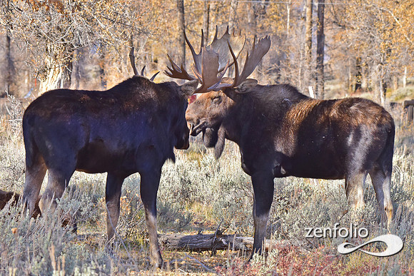 bull moose (5)