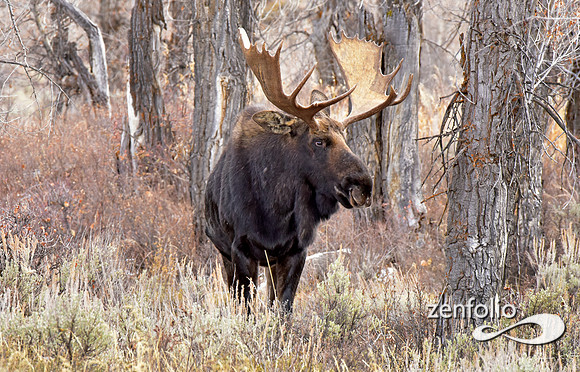 bull moose (102)