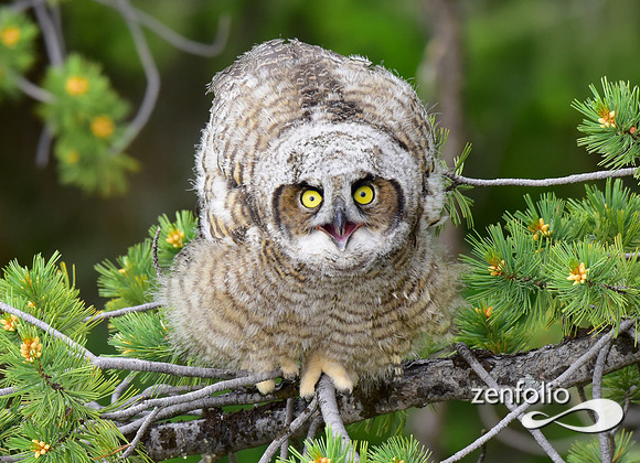 great horned owls