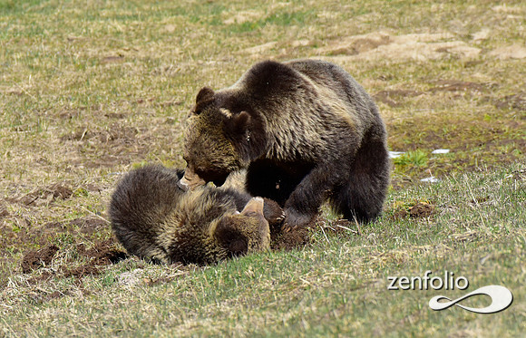 grizzly with yearling cub (6)