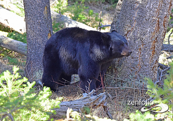male black bear