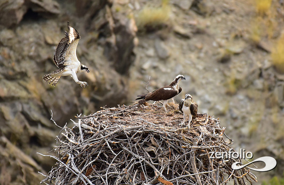 nesting ospreys (9)