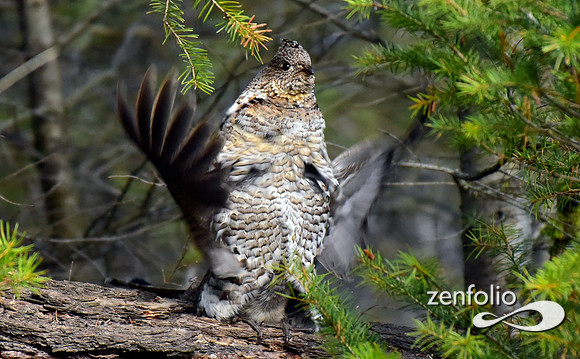 ruffed grouse (4)