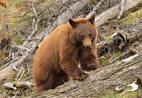 cinnamon bear (6)
