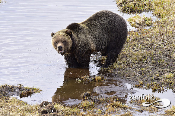 blacktail grizzly,spring 2017 (139)