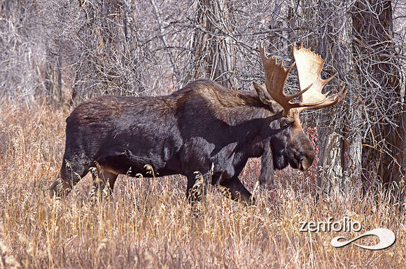 bull moose (113)