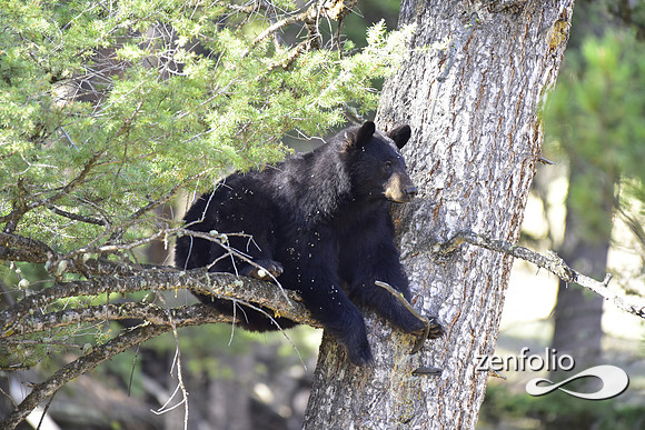 female black bear