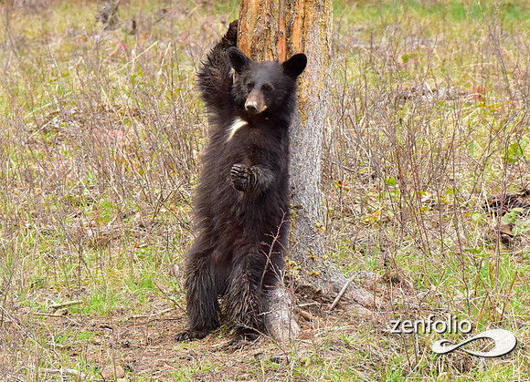 black bears (14)