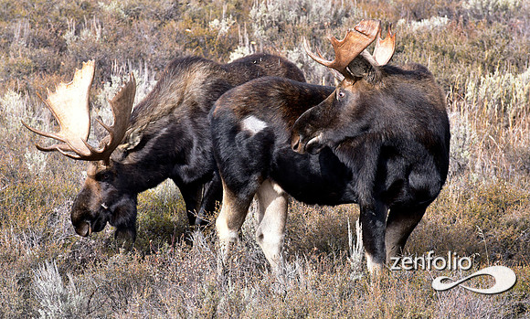 bull moose (197)