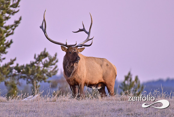 monster bull elk (37)