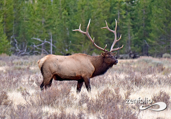 big bull elk (22)