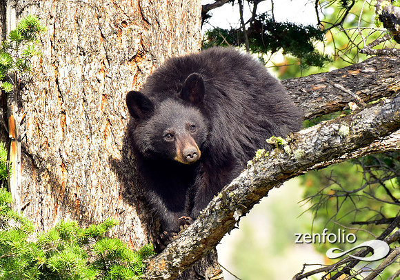 calcite spring black bears (86)