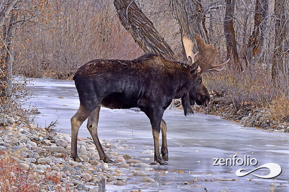bull moose (135)
