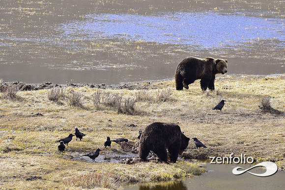 blacktail grizzly,spring 2017 (161)