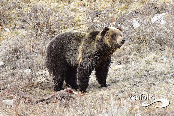 blacktail grizzly,spring 2017 (149)