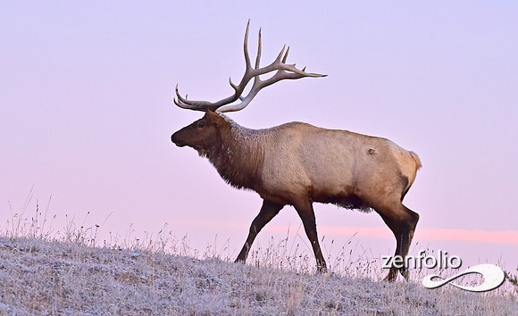 monster bull elk (46)